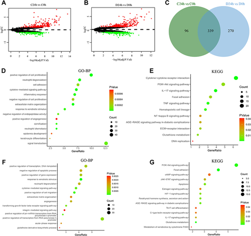 Figure 3 Bioinformatics analysis of acute skin wounds (C24h vs C0h) and diabetic skin wounds (D24h vs D0h). (A and B) Identification of DEGs in acute skin wounds and diabetic skin wounds, respectively. (C) Identification of overlapping DEGs between acute skin wounds and diabetic skin wounds, and the specific DEGs of diabetic skin wounds. (D and E) Gene Ontology-biological processes (GO-BP) and Kyoto Encyclopedia of Genes and Genomes (KEGG) enrichment analysis of overlapping DEGs. (F and G) GO and KEGG enrichment analysis of the specific DEGs.