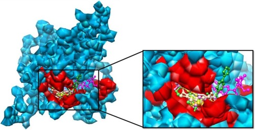 Figure 9 All the analyzed ligands bound at the same binding pocket in HSPB8.