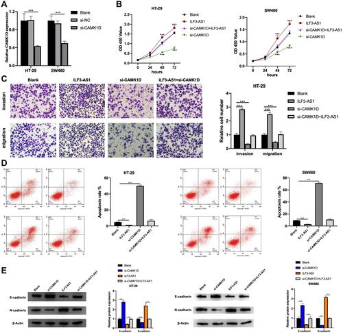 Figure 5 ILF3-AS1 exerted its oncogenic role through CAMK1D by promoting the EMT process. (A) The expression of CAMK1D in HT-29 and SW480 cells after si-CAMK1D transfection. The results of (B) CCK-8 assay, (C) The results of the transwell invasion/migration assay in the blank, ILF3-AS1, si-CAMK1D and si-CAMK1D+ILF3-AS1 group in HT-29 cells. (D) flow cytometry apoptosis assay and(E) the expression of EMT-related proteins (E-cadherin, N-cadherin and vimentin) in the blank, ILF3-AS1, si-CAMK1D and si-CAMK1D+ILF3-AS1 group in HT-29 and SW480 cells.***P<0.001.