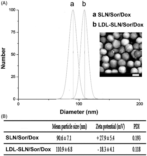 Figure 1. Particle size distribution (A) of SLN/Sor/Dox and LDL-SLN/Sor/Dox. Inserted image is the morphology of LDL-SLN/Sor/Dox obtained by SEM (B) Mean particle size, zeta potential, and poly dispersion index (PDI) measurements of amine decorated SLNs and LDL/SLNs. Data were shown as mean ± S.D. (n = 3).