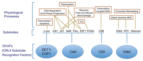Figure 2 CRL4 ubiquitin ligase regulates several cellular activities via associating with multiple DCAFs. Several DCAFs (Ddb1 and Cul4 associating factors; shown in blue) promote the degradation of various substrates via the CRL4 E3 ubiquitin ligase. The DCAFs, DET1-COP1, Cdt2, CSA and Ddb2 (damage-specific DNA binding protein 2) (shown in blue) recognize the indicated substrates and promote their ubiquitin-dependent proteolysis to regulate various physiological activities such as transcription, chromatin remodeling and DNA repair. The targeted degradation of several of these substrates via CRL4 complexes regulates more than one physiological process.