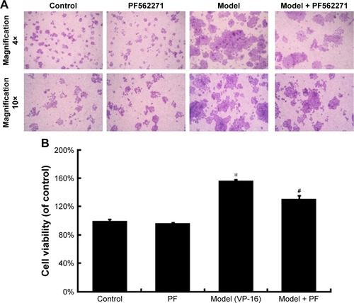 Figure 5 The influence of the FAK inhibitor PF562271 (PF) on the VP-16-induced repopulation of SKOV3 cells.