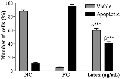 Figure 4. Cell death indicated by EB/AO differential staining of EAC cells after 48 h treatment with CCS at 169 µg/mL. Data are expressed as mean ± SD, n = 3. Statistically significant differences (p < 0.001) between treatments and NC and PC (62.5 µg/mL doxorubicin) are denoted by α*** and β***, respectively, (n = 3).