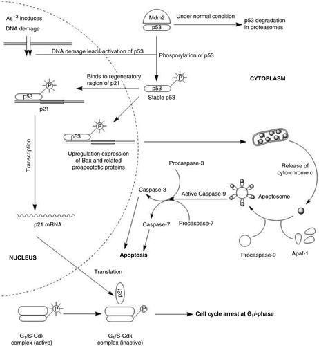 Fig. 7 Molecular mechanism of As+3-induced cytotoxicity in HeLa cells (based on 21, 22). According to real-time PCR data, CDK inhibitory proteins p21 and p27 are overexpressed to stop the cell cycle, while caspases are triggered to initiate mitochondria-dependent (intrinsic) apoptosis.