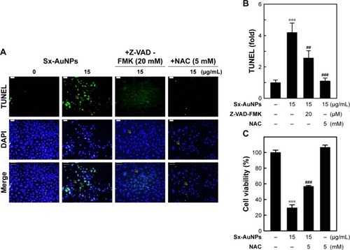Figure 8 Sx-AuNPs-induced ROS generation is involved in C666-1 cell apoptosis. Cells were pretreated with caspase inhibitor (Z-VAD-FMK, 20 µM) or NAC (5 mM) for 1 hour followed by incubation with or without Sx-AuNPs (15 µg/mL).Notes: (A) Apoptotic DNA fragmentation was determined by TUNEL assay. The green fluorescence indicates TUNEL-positive cells in the microscopic fields (200× magnification) from three separate samples. (B) The fold of apoptotic cells was calculated by measuring the fluorescence intensity of the treated cells using commercially available software. (C) The cell viability was determined by the MTT assay. Values are expressed as mean ± SD (n=3). Values were considered significant at ***P<0.001 compared with untreated control, and ##P<0.01 and ###P<0.001 compared with Sx-AuNPs-treated cells.Abbreviations: AuNP, gold nanoparticle; NAC, N-acetylcysteine; Sx, Solanum xanthocarpum.