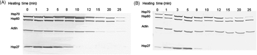 Figure 1. Western blots depicting Hsp27, Hsp60, and Hsp70 and actin levels for (A) PC3 and (B) RWPE-1 cells heated at 44°C for various heating durations, n = 3.