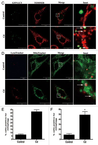 Figure 2C–F. Cd triggers mitophagy in L02 cells. (C) To visualize the mitochondria-containing AP formations, the colocalization of GFP-LC3 with TOMM20 determined in L02 cells. Red: TOMM20, green: GFP-LC3, orange-yellow: Merge. The orange-yellow puncta were counted as mitochondria-containing APs. (D) To visualize the colocalization between mitochondria and autolysosomes, the colocalization of LysoTracker Red with MitoTracker Green in L02 cells was analyzed. Red: LysoTracker Red, green: MitoTracker Green, orange-yellow: Merge. The orange-yellow puncta were counted as mitochondria-containing ALs. (E) Quantification analysis of mitochondria-containing APs. (F) Quantification analysis of mitochondria-containing ALs. A minimum of 50 cells were analyzed for each experiment. The results are expressed as a percentage of control, which was set at 100%. The values are the means ± SEM; *P < 0.05, **P < 0.01 vs. the control group. Arrows indicate the colocalization dots.