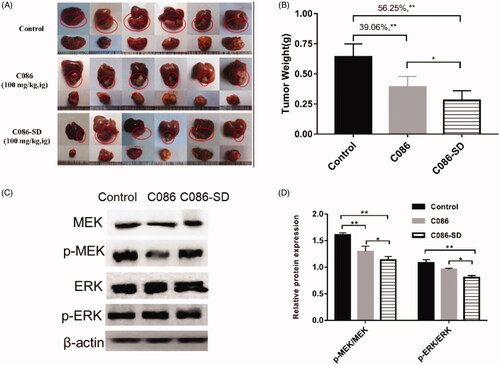 Figure 7. In vivo anti-cancer evaluation effect in the orthotopic hepatocellular carcinoma xenograft in BALB/C nude mice. (A) Photograph of HepG2 orthotopic tumors harvested on the last day of the experiment from nude mice (six per each group). (B) The weight of the harvested tumor: **p < .01 vs control and *p < .05 vs C086. (C) The expression of phospho-MEK (p-MEK) and phospho-ERK (p-ERK) in tumor tissue were detected by using Western Blotting. (D) Histogram of the relative expression of proteins (density ratio of protein/β-actin): *p < .05 and **p < .01 vs either control or C086. C086 = C086-Suspension.