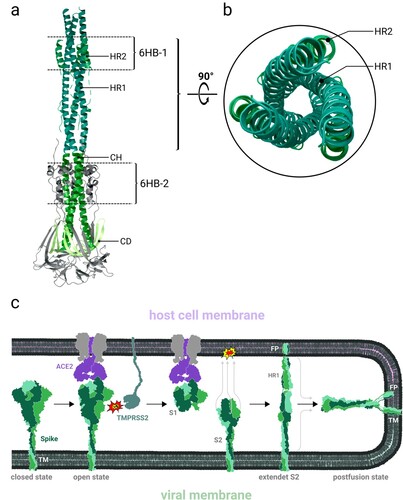 Figure 4. The post-fusion state of the spike and the fusion process. Abbreviations: S1: subunit 1, S2: subunit 2, HR1: heptad Repeat 1, CH: central helix, CD: connector domain, HR2: heptad repeat 2, FP: fusion peptides, TM: transmembrane domain, 6HB: six-helix bundle. (a) Spike structure in post-fusion state (PDB 6XRA). During the fusion process the spike folds into a hairpin structure. During transition to the post-fusion state, two six-helix bundles are formed. In the first, the hydrophobic groove of HR1 is bound in an antiparallel manner to the N-terminal section of HR2. (b) A 90° rotated image of the first six-helix bundle in (a). The second six-helix bundle is formed of amino acids 737–769 together with parts of the central helix (CH) domain. (c) Schematic illustration of the cell entry via the plasma membrane pathway. The spike receptor binding domain switches from closed into open state and binds to ACE2. This interaction likely allows the type II transmembrane serine protease (TMPRSS2) to cleave the spike protomer to release the fusion peptides. Additionally, the subunit S1 dissociates. The chronological sequence of these two events (cleavage and S1 dissociation) still needs to be examined. Subsequently, the heptad repeat 1 (HR1) domain of S2 extends the central helix (CH) domain to project the ‘fusion peptide-spearhead' towards the host cell membrane. After insertion of the spearhead, the spike rearranges into the post-fusion hairpin state bringing both membranes into close apposition for fusion. This figure was created with Protein Imager [Citation54], Blender [Citation55], and Inkscape [Citation56]