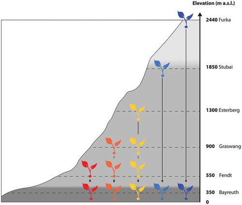 Figure 1. Scheme of experimental setup. Each colored plant represents nine plant-soil monoliths, either translocated as control at the respective origin or to a specific recipient site. Colors of plants represent the investigated temperature gradient, from cold (blue) to warm (red). The grey scale of the mountain represents ecological zones spanned along this elevational gradient, ranging from colline (low elevation) to montane to alpine (high elevation).