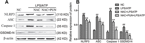 Figure 7 The protein expression levels of NLRP3, caspase‑1, ASC, and GSDMD-N. (A) Representative western-blot images. (B) Quantified histogram of NLRP3, caspase‑1, ASC, and GSDMD-N. Cells were pretreated with NAC (10 mM) or PUN (100 μM) +NAC (10 mM), followed by treated with LPS for 5.5 h, ATP for half an hour. ##Indicates P<0.01 vs NC. *Indicates P<0.05, and **Indicates P<0.01 vs LPS/ATP stimulated group. $Indicates P<0.05, $$Indicates P<0.01 vs NAC+ LPS/ATP stimulated group.