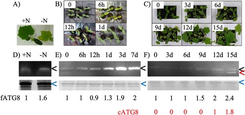 Figure 3. Phenotype of cucumber and immunoblot analysis of ATG8 protein abundance under nitrogen starvation (A, D), pathogen response (B, E) and oxidative stress (C, F). CsATG8 was detected using antibodies specific to CrATG8 (upper panel). Coomassie staining was used as a loading control (lower panel). Black, red and blue arrowheads indicate free CsATG8, conjugated CsATG8 and the band used for estimating the amount of total protein loaded, respectively. The numbers indicate the abundance of CsATG8 normalized to a loading control compared to control.