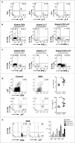 Figure 1. γδ T cells in the LPL predominantly express Vγ6 and secrete IL-17 and are significantly increased in DSS-induced colon. (A) γδT cells in the LPL were stained with Vγ1, Vγ4, and Vγ6 mAbs and representative dot plots are shown. (B) LPLs were stimulated with PMA+ionomycin and intracellular IL-17 and IFNγ staining was performed. (C) Single cell suspensions from mLNs were stimulated with PMA+ionomycin and intracellular IL-17 and IFNγ staining was performed. Cells were gated on differential populations as indicated. (D) LPL from control and DSS-treated mice were stained with CD3, pan γδTCR, and intracellular IL-17. Total γδT cells and γδT17 cells were summarized. Each dot represents one mouse. (E) Groups of mice (n = 5) were treated with or without DSS water for indicated time and then killed. LPLs were stimulated with PMA+ionomycin and then stained with CD4 and γδ TCR mAbs and intracellular IL-17. Representative dot plots and summarized percent of Th17 and γδT17 cells are shown. *p < 0.05, **p < 0.01.