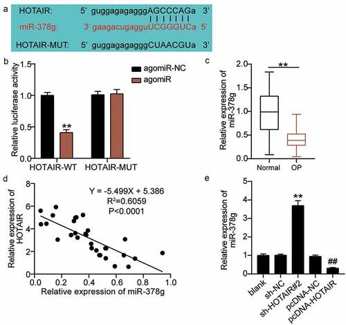 Figure 4. HOTAIR targets miR-378g. (a) Prediction of the binding sites between HOTAIR and miR-378g by starBase. (b) Binding between HOTAIR and miR-378g as assessed by the luciferase activity assay. **P < 0.001 vs. agomiR-NC. (c) miR-378g expression levels in the serum of patients with non-osteoporotic bone fractures (normal) or osteoporosis (OP). **P < 0.001. (d) The correlation between HOTAIR and miR-378g analyzed by Pearson’s analysis. (e) The miR-378g expression in BMSCs treated with sh-NC or sh-HOTAIR 2# detected by qRT-PCR. **P < 0.001 vs. sh-NC, ##P < 0.001 vs. pcDNA-NC. WT, wild-type; MUT, mutant type; HOTAIR, X–inactive specific transcript; miR-378g, microRNA-378 g; sh-HOTAIR, shRNA of HOTAIR; sh-NC, negative control of shRNA; pcDNA-NC, negative control of HOTAIR overexpression; pcDNA-HOTAIR, HOTAIR overexpression vectors. Data are expressed as mean ± standard error. In Panels B and E, one-way analysis of variance was used for data analysis, followed by Tukey’s post hoc test. In Panel C, unpaired t-test was used for data analysis. The experiment was repeated three times