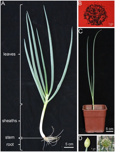 Figure 1. Species reference map and pictures of the growth and development process of Allium fistulosum. (A) Whole plant of A. fistulosum. A. fistulosum is a monocotyledonous plant with green tubular leaves. Pseudostems are formed by metamorphic development of leaf sheaths. The stem is extremely shortening. The root system is fibrous roots with strong regenerative ability. (B) Seeds. The seeds are black, shield-shaped, with a raised, angular back and a semicircular abdomen; (C) Seedling. The seedling is of elongated tubular leaf young leaves that are light green. (D) Unopened flower bud. The unopened buds are covered with a membrane; E: Blooming bud. The apical umbellate florets are spherically clustered and arranged radially. These photos were taken by the author of Jiayi Xing.