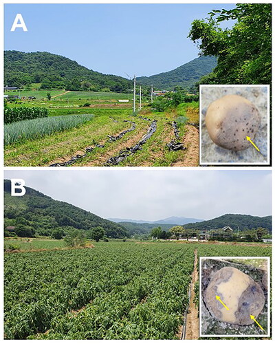 Figure 1. Photographs of diseased potato tubers with symptoms similar to leak (indicated by yellow arrows in the insets) caused by Pythium aphanidermatum from fields in (A) Hongseong, Korea in 2021 and (B) Chuncheon, Korea in 2022.