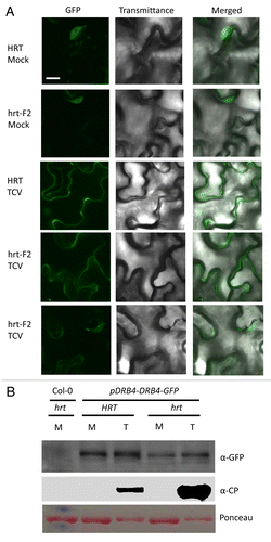 Figure 2. TCV inoculation increases the cytosolic pool of DRB4. (A) Confocal micrographs showing localization of DRB4-GFP in mock- or TCV-infected Arabidopsis plants. The leaves were analyzed at 3 dpi. The experiment was repeated twice (4 replicates per experiment) with similar results. Scale bars, 10 µM. (B) western blot showing DRB4-GFP and CP levels in mock (M)- and TCV (T)-infected transgenic plants expressing DRB4-GFP via self-promoter. This experiment was repeated twice with similar results.