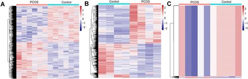 Figure 2 Heatmaps showing hierarchical clustering analysis of differentially expressed circRNAs, protein-coding genes and miRNAs between PCOS and controls. (A) for differentially expressed circRNAs; (B) for differentially expressed protein-coding genes; (C) for differentially expressed miRNAs. PCOS, polycystic ovary syndrome. The color key is the Z-score.