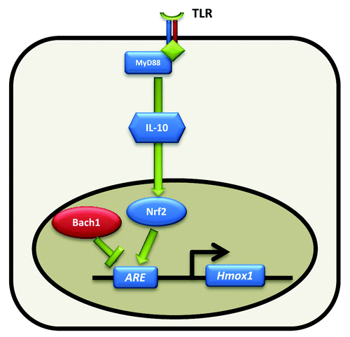 Figure 1. Regulation of intestinal Hmox1 by the enteric microbiota. TLR signaling activates Nrf2 mediated Hmox1 transcription via MyD88 and IL-10 dependent mechanisms. Nrf2 and Bach1 bind to cis-acting antioxidant response elements (ARE) with Bach1 acting as a transcriptional repressor.