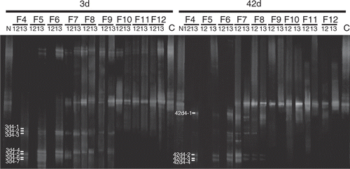 Figure 3. DGGE band patterns of polymerase chain reaction (PCR)-amplified g20 gene in isopycnically fractioned samples (carbon-12 (12C-)- and carbon-13 (13C)-callus treatment). N; non-callus treatment before fractionation. 12 and 13: 12C- and 13C-callus treatment. F4-F12; fraction names, C; unfractionated DNA from samples with 12C-callus added. DGGE band names were assigned as xdy-z in which x, y and z indicate the date of sampling, fraction number and band number, respectively (e.g., 3d4-1 was the band Day 3, the fraction F4 and the first band from the top).