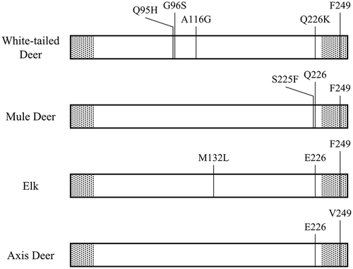 Figure 4. Polymorphic amino acid residues that have been linked to Chronic Wasting Disease susceptibility and the Cervid PrPC variant differentiating amino acid residue (residue 226) in white–tailed deer (Odocoileus virginianus), mule deer (O. hemionus), and North American Elk (Cervus canadensis) [Citation1] in comparison to the axis deer (Axis axis) amino acid sequence identified in this study. The substitutions shown convey some level of reduced susceptibility in the form of longer incubation times and reduced prevalence in the proportion of each respective species that possess the substitution genotype compared to the proportion that possess the wild type genotype [Citation1,Citation9–11]. Axis deer possess the wild type genotype at all the polymorphic sites listed for the other species, the elk PrPC variant, and a previously unidentified substitution at residue 249. The shaded areas depict the terminal sequences removed during post-translational editing of PrPC [Citation27]