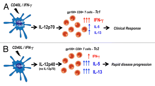 Figure 1. IL-12p70-producing dendritic cell (DC)-based vaccines elicit Tc1 immunity leading to clinical responses in melanoma patients. (A and B) Autologous monocyte-derived dendritic cells (DCs) were activated with CD40 ligand (CD40L) and interferon γ (IFNγ), resulting in the generation of functionally mature IL-12p70-producing DCs for administration to cancer patients. The amounts of IL-12p70 secreted by these cells varied dramatically among patients, and we chose to discriminate between high (> 1 ng/106cells/24h) (A) and low (< 1 ng/106cells/24hrs) (B) producers. The DCs producing low levels of IL-12p70 exhibited impaired IL12p35 transcription, resulting in the preferential secretion of IL-12p40 instead of IL-12p70. The levels of IL-12p70 secreted by DCs did not correlate with the magnitude of vaccine-induced gp100-specific CD8+ T-cell responses. However, patients immunized with DCs secreting high IL-12p70 levels developed a Tc1-biased immune response characterized by robust production of IFNγ over IL-5 and IL-13. In contrast, the administration of DCs producing low amounts of IL-12p70 drove the development of Tc2-skewed responses. A correlation was observed between the amounts of IL-12p70 produced by DCs, the development of Tc1 immunity and clinical responses.