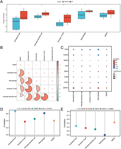Figure 9 Immune infiltration analysis by ssGSEA in the integrated dataset. (A) Comparison boxplot of hub PRDEGs. (B) Correlation analysis of five immunocyte tpyes’ infiltration. (C) Heatmap illustrating the correlation between the infiltration of five immunocyte types and hub PRDEGs. (D-E) Lollipop plots of correlation between DPEP1 (D) and TLR3 (E) and the infiltration of five immunocyte types. ssGSEA: Single-sample gene-set enrichment analysis. “*” denotes p-value < 0.05, “**” denotes p-value < 0.01, “***” denotes p-value < 0.001.