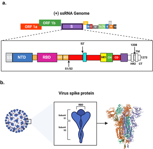 Figure 1. SARS-CoV-2 genome and the encoded S protein. A. Schematic representation of the single-stranded positive-sense RNA (+ ssRNA) genome of SARS-CoV-2 (27–32kb in length). Different domains are shown by different colors. ORF, open reading frame. The spike (s) protein consists of secretion signal (SS); N-terminal domain (NTD); receptor-binding domain (RBD); subdomain 1(SD1); subdomain 2 (SD2); protease cleavage site (S1/S2); heptad repeat 1 (HR1); central helix (CH); connector domain. (CD); heptad repeat (HR); transmembrane domain. (TM); and cytoplasmic tail (CT). B. The crystallographic primary structure of the S protein.