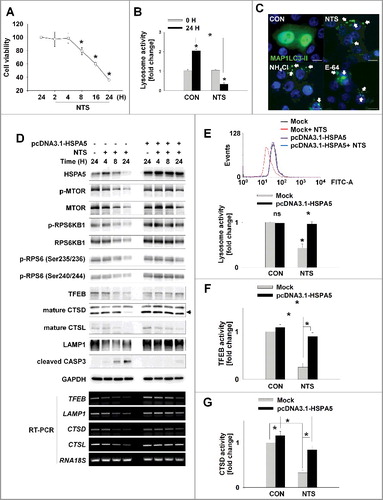 Figure 3. HSPA5 has a pivotal role in NTS-mediated regulation of lysosomal activity. (A) FaDu cells were seeded in a 48-well plate and treated with NTS for the indicated times. Cells viability was measured by the MTT assay (n = 6). Data are means ± SD. Asterisks indicate statistically significant differences (P < 0.05). (B) FaDu cells were treated with or without NTS for 24 h in the absence of serum and lysosomal activity was measured by FACS analysis (n = 3). Data are means ± SD. Asterisks indicate statistically significant differences (P < 0.05) (*, vs O H). (C) GFP-MAP1LC3-II puncta was accumulated by inhibiting lysosomes. NH4Cl (10 mM), E-64 (10 μM), and NTS were added to GFP-MAP1LC3-II-transfected cells for 24 h in the absence of serum. GFP-MAP1LC3-II puncta were observed by fluorescence microscopy. Scale bar: 20 μm. (D) HSPA5 overexpression inhibits NTS-induced downregulation of lysosome-related proteins or gene expression. FaDu cells were transfected with or without pcDNA3.1-HSPA5 for 24 h, and then cells were treated with NTS for the indicated times. The indicated proteins or gene expression were determined by western blot assay or RT-PCR. (E to G) HSPA5 overexpression inhibits NTS-induced downregulation of lysosomal activity. HSPA5-transfected or nontransfected cells were treated with NTS for 24 h and then lysosomal activity was assessed with FACS analysis (E), TFEB transcription factor activity assay (F) or CTSD (cathepsin D) activity assay (G). (E, F and G) Data are means ± SD. Asterisks indicate statistically significant differences (n = 3, P < 0.05).