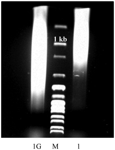 Figure 5. Glycation-induced increase in the molecular mass of Salmon sperm DNA. DNA was sheared by sonication to an average size of 1 kb (1) and incubated for 2 weeks with 0.1 mol/L G6P at 37 °C under sterile conditions (1). Analysis was performed in 0.7% agarose gel. M, 1 kb DNA Ladder.