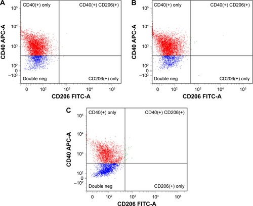 Figure 5 Representative flow cytometry dot plots depicting macrophage staining after exposure to 100 μg/mL nano-WC–Co particles for (A) 1 day, (B) 2 days and (C) 5 days.Notes: CD40-APC as surface marker of M1-type macrophages and CD206-FITC as surface marker of M2-type macrophages.Abbreviations: FITC, fluorescein isothiocyanate; Neg, negative; WC–Co, tungsten carbide–cobalt.