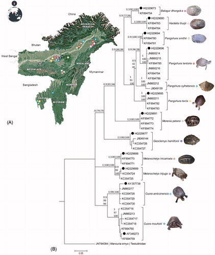Figure 1. (A) The topographic map showing the collection localities of studied pet-kept Geoemydid turtles in northeast India. The original template of the map and world map inset used here is copied from Google Maps (https://www.google.co.in/maps). The map was edited manually in Adobe Photoshop CS 8.0. (B) Bayesian phylogeny based on the partial mtCOI gene of the studied Geoemydid turtles. Bayesian posterior probabilities and bootstrap values of both ML and NJ are superimposed horizontally and vertically with the nodes. Sequences marked by dots represent the published reference sequences acquired from GenBank database. The different colour circles embedded beside the species name in the phylogeny represents the collection localities of samples shows in the topographic map of northeast India. Representative species photographs were superimposed with the respective species clades in the phylogeny.
