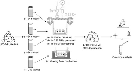 Figure 2 The equipment and experimental process of bFGF-PLGA MS degradation and drug release in static pressure loading experiment.