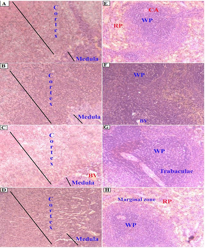 Figure 3 Photomicrographs of adrenal gland (A–D) and spleen (E–H) sections (magnification: X100, H&E). Normal adrenal gland structure ((A) Control group, (B) 250mg/kg, (C) 500mg/kg, (D) 1000mg/kg). Normal spleen structure ((E) Control group, (F) 250mg/kg, (G): 500mg/kg, (H): 1000mg/kg).