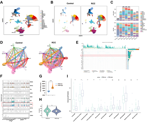 Figure 1 PTEN was correlated with anti-tumor immune microenvironment based on the single-cell and bulk RNA sequencing analysis. (A) Uniform Manifold Approximation and Projection (UMAP) embedding of jointly analyzed single-cell transcriptomes from renal cell cancers and normal kidney. (B) UMAP splitted by malignant type embedding of jointly analyzed single-cell transcriptomes from clear cell renal cell cancers (ccRCC) and normal kidney. (C) Cell proportion in each sample in human kidney, including normal kidney and renal cancer. (D) Network view of the number of secreting signals among selected cell types in the control group and RCC groups. The amount of ligand-receptor interaction pairs was labeled and in accordance with the stroke width. (E) Oncoplot displaying the somatic mutation landscape of top 20 genes in the renal cancer cohort from TCGA. The Oncoplot provided an overview of somatic mutations in particular genes (rows) affecting individual samples (columns). Genes are ordered by their mutation frequency. (F) Expression of the top 10 most frequently mutated genes among different subtypes of cells types in kidney, visualized in violin plot. (G) The mRNA expression of PTEN was compared between the PTEN low and high groups in the dataset of ccRCC from the TCGA-KIRC datasets. (H) Box plot analysis exhibiting distinct scores of immune infiltration in ccRCC at different PTEN expression levels (PTEN _low and PTEN _high). (I) Box plot analysis exhibiting distinct infiltration of immune cells subpopulation in ccRCC at different PTEN expression levels (PTEN _low and PTEN _high).