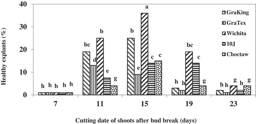 Figure 6. Effect of cutting date of shoots of various pecan cultivars, in days after bud break, on the health of explants (explants without symptom of browning). Means of the columns followed by the same letter are not significantly different according to Duncan’s multiple range test (P ≤ .05)