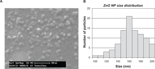 Figure 1 (A) Scanning electron microscope image of monodispersed zinc oxide nanoparticles. (B) Size distribution of zinc oxide nanoparticles.