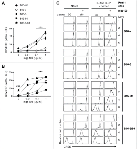 Figure 2. NLRC5 increases the antigen-presenting capacity of B16 cells and enables presentation of endogenous tumor antigenic peptide. (A) B16-derived cell lines (• B16-Wt; ○ B16-v; ♦ B16-5, ▪ B16-80; ▴ B16-5/80) were gamma irradiated (100Gy) and incubated with purified Pmel-1 TCR transgenic CD8+ T cells along with the indicated concentrations of mouse gp100 melanoma antigen-derived peptide mgp10025–33. Proliferation of T cells was evaluated by [3H]-thymidine incorporation in triplicates. Representative data from three experiments with comparable results are shown. Statistical comparison was done by Mann–Whitney test. B16-v versus B16-5, B16-80, B16-5/80: ***p <0.001. (B) Irradiated B16-derived cell lines were incubated with Pmel-1 cells that were pre-stimulated for 3 d with IL-15 and IL-21 (cytokine-primed) in the presence of the indicated concentrations of mgp100 peptide. T cell proliferation was evaluated by [3H]-thymidine incorporation. Representative data from three experiments are shown. Mann–Whitney test: B16-v versus B16-5, B16-80, B16-5/80: ***p < 0.001; B16-v versus B16-5/80: ### p < 0.005. (C) Freshly purified (naive: columns a, b) or cytokine-primed Pmel-1 cells (columns c, d) were labeled with CFSE and incubated with irradiated B16-derived cell lines in the presence (columns b, d) or absence (columns a, c) of mgp100 peptide. At the indicated days (1, 2, 4, 6) of culture, cell proliferation was evaluated by dilution of the CFSE fluorescence intensity. Representative data from three independent experiments with comparable results are shown.