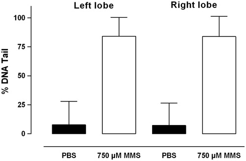 Figure 7. The level of basal DNA damage and MMS induced DNA damage as measured by the Alkaline Comet assay in isolated AEC II from the left and right lung lobes. Values plotted are mean % DNA tail ± SD.