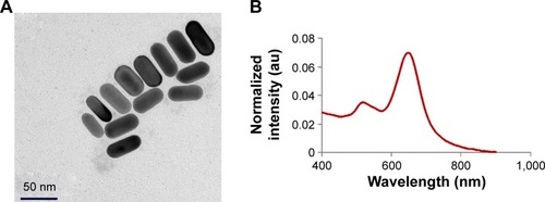 Figure 3 The synthesized PEGylated GNRs.Notes: (A) TEM image of the GNRs. (B) The absorption spectrum of the GNRs, presenting a strong peak at 645 nm.Abbreviations: PEG, polyethylene glycol; GNRs, gold nanorods; TEM, transmission electron microscopy; au, arbitrary units.