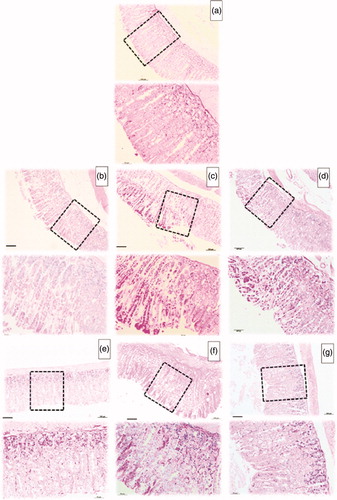 Figure 5. Stomachs photomicrographs stained with hematoxylin and eosin. (a) Histological section of negative control group. (b) Microscopic images of lesions induced by ethanol/HCl in gastric mucosa pretreated with vehicle. (c) Microscopic image of lesions pretreated with lansoprazole 3 mg/kg, (d) Microscopic image of lesions pretreated with V. oleifera at 1 mg/kg, (e) at 10 mg/kg (f) 100 mg/kg and (g) 250 mg/kg. Scale: 100 μm (top micrograph) and 50 μm (lower micrograph). n = 5.
