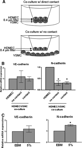 Figure 6.  Modulation of N-cadherin mRNA expression by mural cells, serum treatment. (A) Coculture systems (Fillinger et al. Citation1997): Top: Direct contact. Rat vascular smooth muscle cells (VSMCs) were seeded on the bottom surface of a 0.4-µm pore Transwell cell culture insert. Twenty-four hours later, HDMECs were seeded on the top side of the wells, and were allowed to grow for 96 h. Bottom: No contact. VSMCs were seeded on 100-mm plate. Twenty-four hours later, HDMECs were seeded on a 0.4-µm pore Transwell cell culture insert that was placed in the 100-mm plate, and were allowed to grow for 96 h. HDMECs (not shown): cells were seeded on a 0.4-µm pore Transwell cell culture insert that was placed in an empty 100-mm plate and were allowed to grow for 96 h. (B) RNA was isolated from HDMECs. Graphs show VE-cadherin and N-cadherin mRNA expression. Values are normalized to GAPDH, and are expressed relative to HDMECs (mean±SEM, n=4; *significance [p<.05] as determined using single-sample t test; for N-cad no contact p = .0068, N-cad contact p = .0010). (C) HDMECs were seeded at confluence in growth medium. After 72 h medium was changed to either basal medium (EBM) or basal medium supplemented with 5% FBS (5%). After 24 h RNA was isolated. Graphs show VE-cadherin and N-cadherin mRNA expression. Values are normalized to GAPDH and are expressed relative to EBM-treated cells (mean±SEM, n=3; *significance [p<.05] as determined using single-sample t test; for N-cad p = .0182).