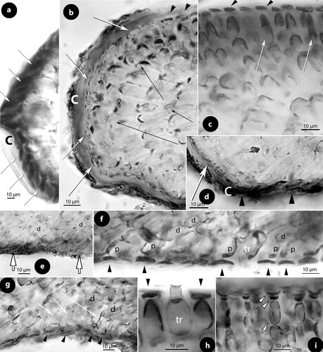 Figure 7. Perithallis incisa gen. & comb. nov. Vegetative structures; a, terminal meristematic cells (arrows) protected by a cuticle (c) undergoing synchronous anticlinal divisions (LTB 14763); b, section at the margin showing terminal meristematic cells (white arrows) progressively displaced dorsally to become epithallial cells (arrowheads), at the end of the protective cuticle (c). Note the subdichotomous hypothallial divisions (black arrows) that cause the thallus vertical expansion (syntype B17-2551); c, section at the dorsal surface showing elongate subepithallial cells (white arrows) and a layer of flattened epithallial cells (arrowheads) (LTB 14763); d, terminal meristematic cells (arrow) progressively displaced ventrally to become epithallial cells (arrowheads) (syntype, B17-2551); e, section at the ventral side showing descending (d) hypothallial filaments ending in wedge-shaped cells (arrows) (iso-lectotype); f, section at the ventral side of a tetrasporangial specimen, showing descending filaments (d) terminating into perithallial cells (p) supporting single flattened epithallial cells (arrowheads). Note the trichocyte (tr) and the distinctive angle between perithallial (p) and descending (d) hypothallial cells (LTB 14763); g, section at the ventral side showing descending filaments (d) to support one layer of perithallial cells (arrows) with terminal epithallial cells (arrowheads) (iso-lectotype); h–i, sections at the surface showing flattened epithallial cells (black arrowheads), an elongate subepithallial cell (arrow), a trichocyte (tr), and the presence of two epithallial cells in sequence (white arrowheads) (LTB 14763). Abreviations: c (cuticle), d (descending hypothallial filament), p (perithallial cell), tr (trichocyte).