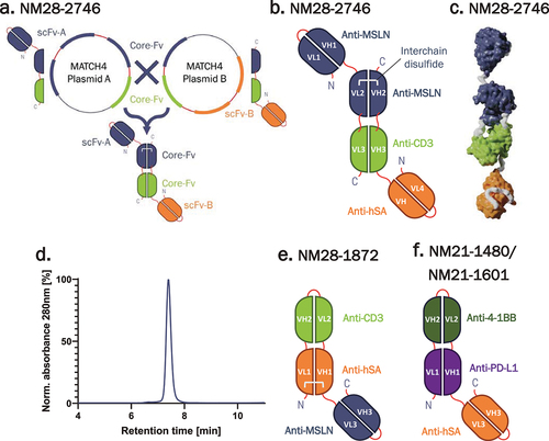 Figure 1. Composition and structure of the bivalent αMSLN TCE, NM28-2746. (a) NM28-2746 is a MATCH4™ (multispecific antibody-based therapeutics by cognate heterodimerization) molecule formed from two polypeptide chains. (b) Schematic representation of the molecular scaffold of the two protein chains of NM28-2746 showing the interchain disulfide bond and the final assembly of subunits. Gly4-Ser linkers are shown in red. (c) Structural model of NM28-2746 prepared using BIOVIA discovery studio software. (d) Representative SE-HPLC chromatogram of the final product of NM28-2746 production. (e) Schematic representation of the monovalent αMSLN TCE NM28-1872. (f) Schematic representation of the human checkpoint inhibitor/T-cell co-stimulator NM21-1480 and its mouse-appropriate analog NM21-1601 (see text and Table 1).