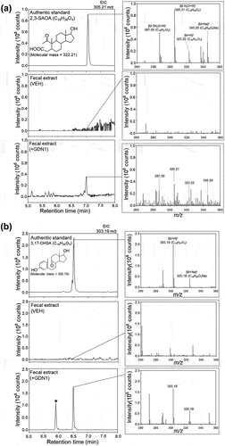 Figure 9. UPLC – ESI–HRMS detection of (A) 2,3-SAOA (anaerobic ring-cleaved metabolite) and (B) 3,17-DHSA (aerobic ring-cleaved metabolite) in the fecal extract of male mice administered with strain GDN1. Aforementioned ring-cleaved metabolites were not detected in the vehicle-administered mice. Fresh mouse feces were sampled 2 weeks after the first oral administration and was stored at−80°C before use. The fecal samples were extracted using ethyl acetate, and the androgen metabolites were analyzed through UPLC – ESI–HRMS. The predicted elemental composition of individual metabolite ions was calculated using MassLynx Mass Spectrometry Software (Waters); *unidentified metabolite.