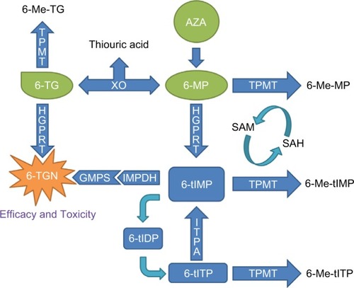 Figure 1 Metabolic pathways involved in the mechanism of action of thiopurines.