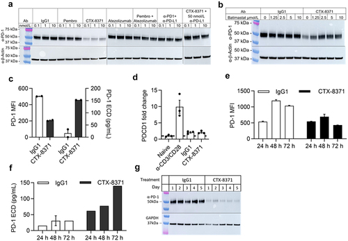 Figure 4. CTX-8371 promotes the loss of PD-1 in T cells. (a) PBMCs were stimulated with anti-CD3/CD28 for 72 h and treated overnight with antibodies. Endogenous levels of total PD-1 protein were detected by WB using a commercial rabbit monoclonal antibody directed against the intracellular domain of PD-1. (b) WB of PBMCs from (a), treated with antibodies overnight ± increasing concentrations of batimastat. (c) PD-1 surface expression and levels of PD-1 ECD in the supernatant of PBMCs stimulated as in (a) and treated overnight with antibodies (mean ± SEM, n = 2). *, p < 0.05, ***, p < 0.005, unpaired t test. (d) PDCD1 fold change compared to naive PBMCs of PBMCs activated with anti-CD3/CD28 for 72 h and activated PBMCs treated with antibodies overnight in the absence of anti-CD3/CD28. (e, f) PBMCs were stimulated for 72 h with anti-CD3/CD28 in the presence of IgG1 or CTX-8371. PD-1 surface expression (e) and PD-1 ECD (f) were determined every 24 h (mean ± SEM, n = 2). ****, p < 0.0001 for PD-1 MFI, ***, p < 0.005 for PD-1 ECD, two-way ANOVA. (g) 4 day-stimulated PBMCs were incubated overnight with antibodies, washed and restimulated with anti-CD3/anti-CD28 for 5 more days. The 5-day kinetics of PD-1 loss by WB after overnight exposure to CTX-8371. Pembro, pembrolizumab.