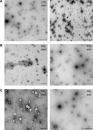 Figure 2 Electron microscopy of nanocomplexes.Notes: Negative staining transmission electron microscopy was used to visualize (A) LYD nanoparticles before and after concentration, (B) PDL nanoparticles before and after concentration, and (C) PRL nanoparticles before and after concentration. Scale bar =500 nm for all nanoparticles. 300 g/L dextran was used to concentrate all three different nanoparticle formulations.Abbreviations: LYD, liposome 1,2-di-O-octadecenyl-3-trimethylammonium propane (DOTMA)/1,2-dioleoyl-sn-glycero-3-phosphoethanolamine (DOPE), peptide Y, and DNA; PDL, peptide Y, DNA, liposome LAP1; PRL, peptide Y or RVG-9R, siRNA, liposome LAP2.