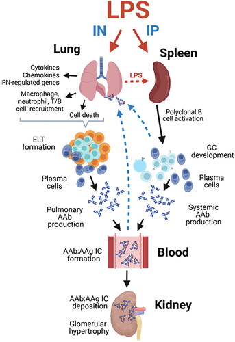 Figure 12. Putative mechanisms for differential effects of intranasal (IN) and intraperitoneal (IP) LPS exposure on pulmonary inflammation, tissue-specific AAb production, AAb-AAg immune complex formation/deposition, and renal inflammation in NZBWF1 mice. Glomerulonephritis in LPS/IN mice likely primarily resulted from ELT formation, germinal center development, and elevated immunoglobulin (Ig)-producing plasma cells in the lung. In LPS/IP mice, systemic AAb responses and glomerulonephritis likely stemmed from polyclonal B-cell activation and Ig-secreting plasma cells located in the spleen. Illustration created with BioRenderTM .
