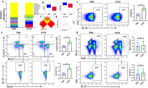 Figure 2. STM infection leads to significant changes in the gut microbiota and IL-22 secretion by ILC3 in mice.a: Changes in Lactobacillus Genus in the intestinal tract of piglets (n=5). b: Box plot of alpha diversity analysis (Chao1, Simpson index). c: Heatmap of beta diversity analysis. d: Inter-group PCA analysis. e: Differences in IL-22 secretion by CD45+ immune cells between the PBS and STM groups. f: Flow cytometry analysis of the number of ILC3 cells and the level of IL-22 secretion in the lamina propria of the mouse small intestine. g: Flow cytometry analysis of the number of TH17 cells and the level of IL-22 secretion in the lamina propria of the mouse small intestine.